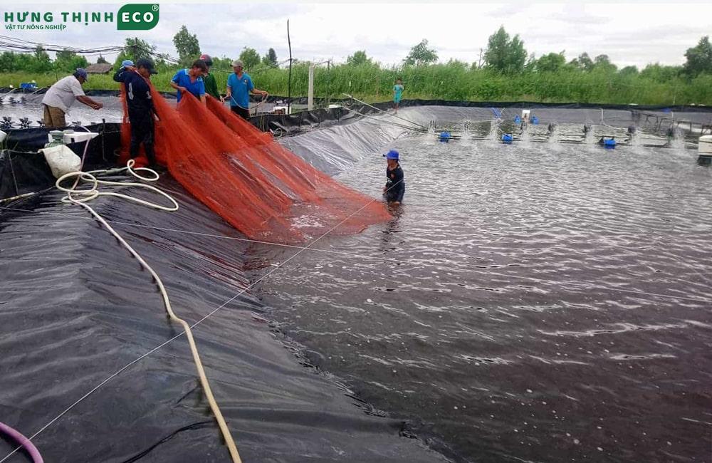 Bạt HDPE chất lượng cao lót hồ tôm, tạo môi trường nuôi tôm lý tưởng và bền vững